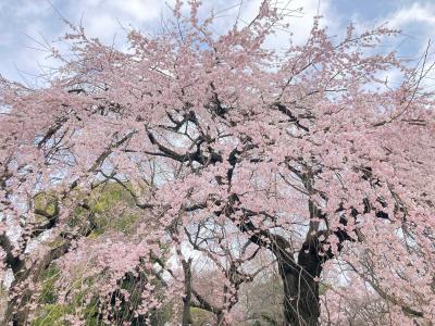 早咲き桜満開の新宿御苑☆濃淡のピンクが咲きほこります