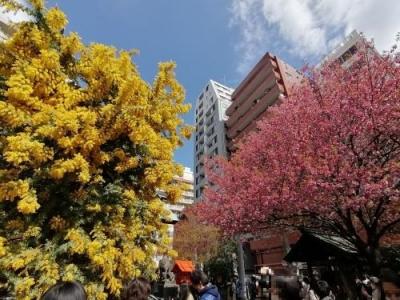 ’２２　東京さんぽ　蔵前神社のミモザと桜＆Riverside Cafe Cielo y Rio～今戸神社