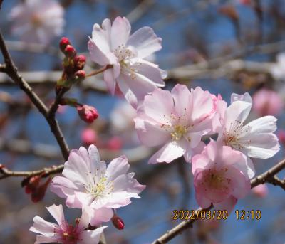 美しかった十月桜