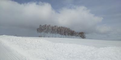どこかにマイルで日帰り旭川美瑛旅
