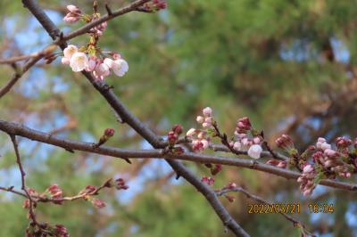 咲き始めた西鶴ケ岡公園の桜