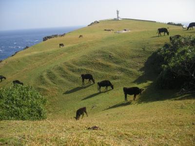 お馬と母娘の八重山マジック （与那国島編）　