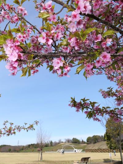 「八王子山公園」の河津桜_2022（3）_3月21日には、満開の花に葉が共存してました（群馬県・太田市）