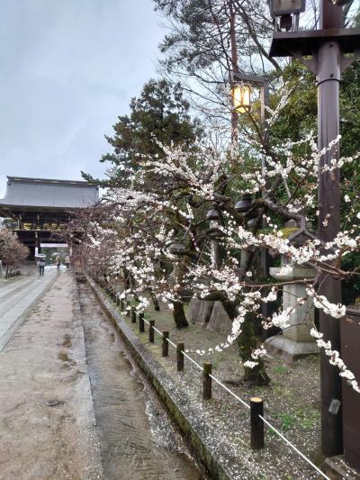 桜未満の雨の京都。北野天満宮から京都御所、白川通と先斗町歩き。