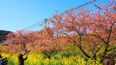 河津桜を見にちょっと伊豆まで　2日目　河津・稲取を散策