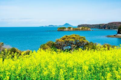 長崎鼻の菜の花　2022