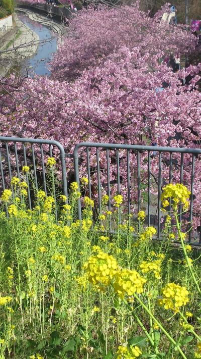 「京都の早咲き桜と終わりかけの梅」