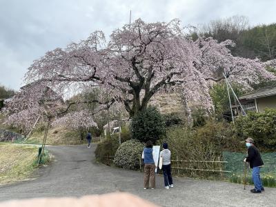 堀池の枝垂れ桜を見て温泉へ