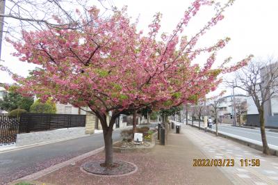 鶴ケ岡中央通りに咲いている河津桜の今