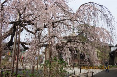 満開になった地蔵院の枝垂れ桜