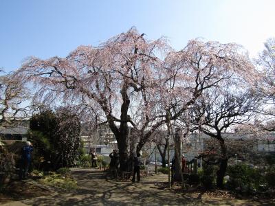 西林寺の枝垂れ桜が見頃になりました