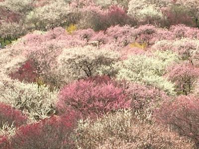 春をさがして～いなべ市梅林公園の梅～日帰り