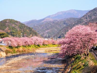 春旅　河津桜まつりと大江戸温泉物語へ