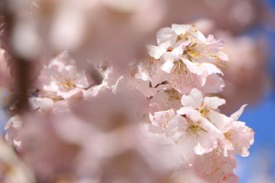 春の花巡り♪　東別院の梅、農業センターのしだれ梅、西山公園の花たち♪