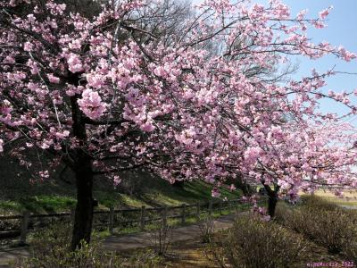 「丸山」のカタクリとサクラ_2022_２本のサクラが”ほぼ満開”、カタクリは咲いてました（群馬県・太田市）