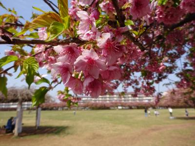 千葉県佐倉市内で花見をしよう2022.3月-志津・臼井のカンザクラ編-