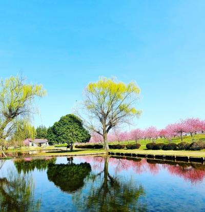 シニアトラベラー！道の駅「まくらがの里こが」・古河公方公園「桃まつり」・櫻木神社満喫の旅①