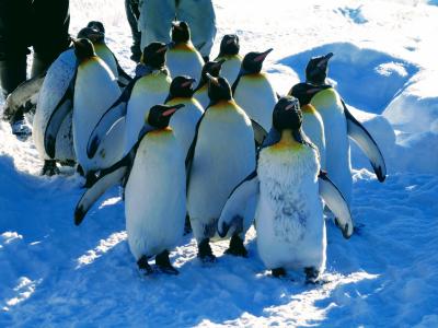 【2022年冬　札幌】2　旭山動物園でペンギンの散歩が見たいというんだが、列車は止まってるのよ　