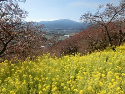 2022冬 松田山：早咲きの河津桜は開花遅かった、富士山の眺望とまつだ桜まつりの菜の花と中澤酒造