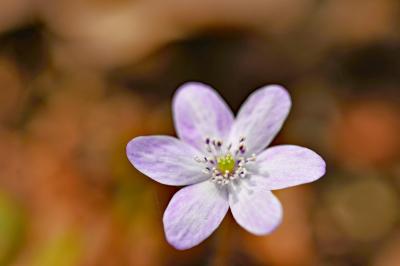 ひっそりと咲くその様子は森の中の妖精（雪割草・福寿草）