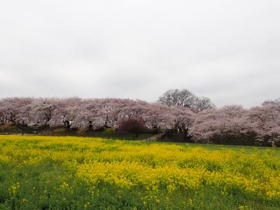 春休み幸手・会津・那須の旅　＊ＤＱＷお土産3つ＊　　　前編：桜とあかべこと透明グランピング