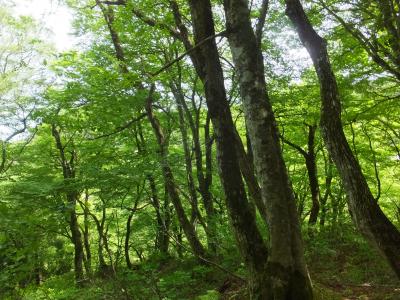 大山　ブナの森ウォーク