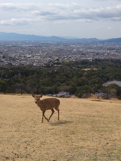2022年3月奈良東大寺日帰り旅