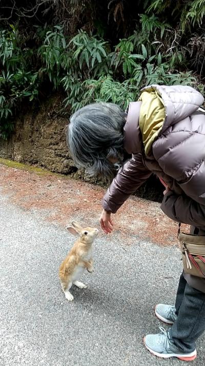 広島旅行　3日目　大久野島（うさぎの島）