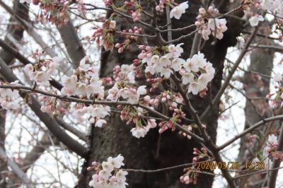 西鶴ケ岡公園の桜が開花しました