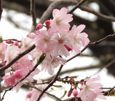 美しくお色直しをした十月桜