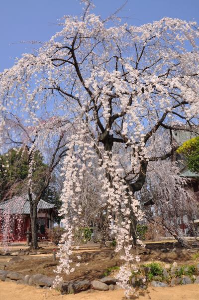 高崎 花見 に関する旅行記 ブログ フォートラベル 群馬県