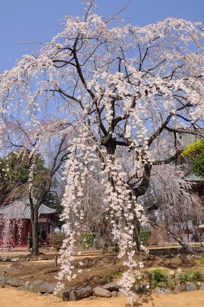 滝の慈眼寺「枝垂れ桜」