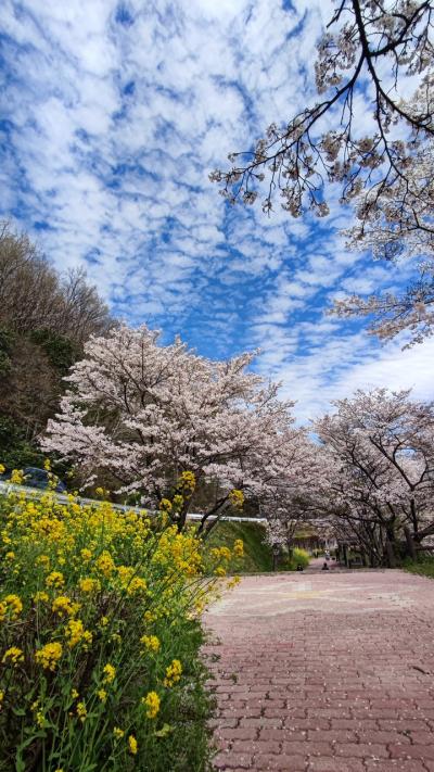 2022 桜巡り