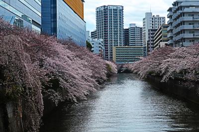 試験の前にモーニングビュッフェ､目黒川と洗足池でお花見