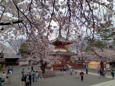 埼玉２０２２桜　【２】喜多院