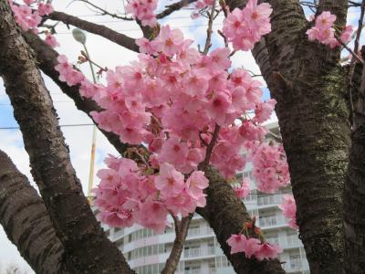 団塊夫婦の桜巡り散歩（2022）ー2023年も早くも見頃になった稲城の桜