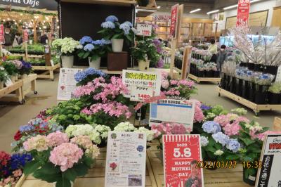 ガーデンセンターを訪問しました①館内の催し(HAPPY  MOTHER  DAY)用花飾り