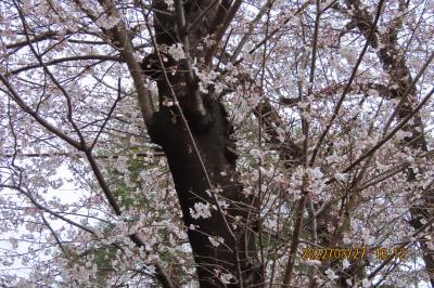 一日で七分咲きになった西鶴ケ岡公園の桜