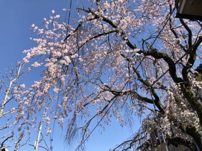 二条～御所御苑へ　桜を見に行く①