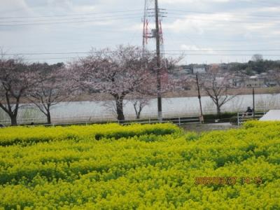 我孫子市の手賀沼湖畔・染井吉野と菜の花・2022年3月末