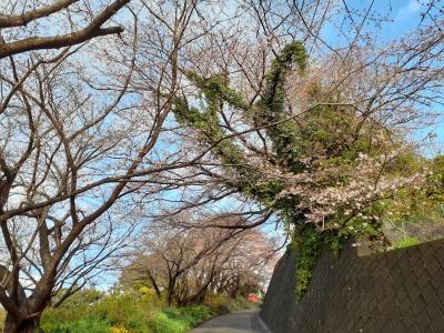 国府津山の桜開花状況