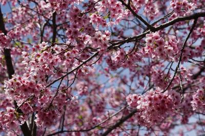 20220328-1 京成関屋 柳原千草園の桜と、大踏切通りの桜並木