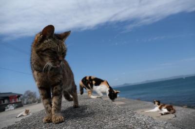 猫が気持ちよく過ごす佐柳島（さなぎじま）への旅♪