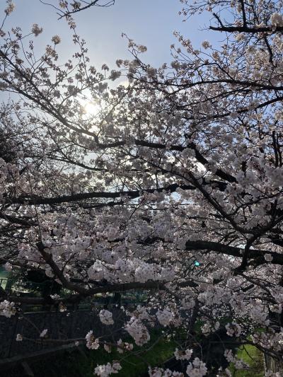 真間川と海老川の桜