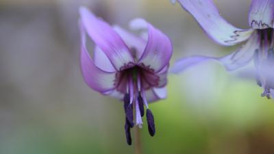 2022 香嵐渓のカタクリの花