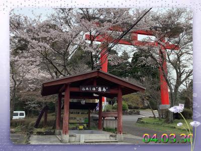 霧島神宮の桜