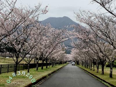 まきばの桜を見に行ってみよう