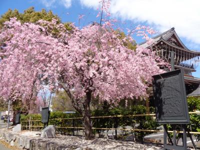 桜開花始めました