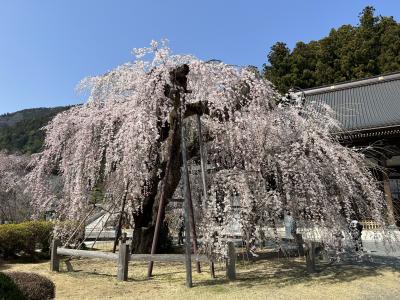 身延山久遠寺のしだれ桜　と　甲府・石和温泉めぐり