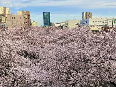 出勤途中の早朝街歩き⑳ 2022年の桜　池尻大橋～目黒川沿い～中目黒： &quot;東京メトロ中目黒駅のホームからの眺め&quot; は、桜の海のようだった！　